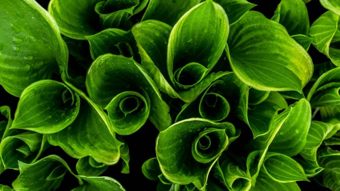 Close-up of green rolled-up leaves with dew