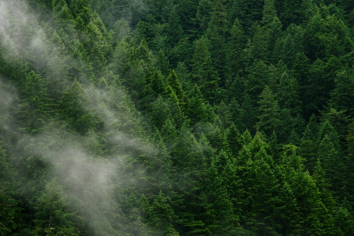 Lush green pine forest with drifting mist