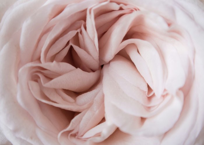 Extreme Close-Up of a Soft Pink Rose