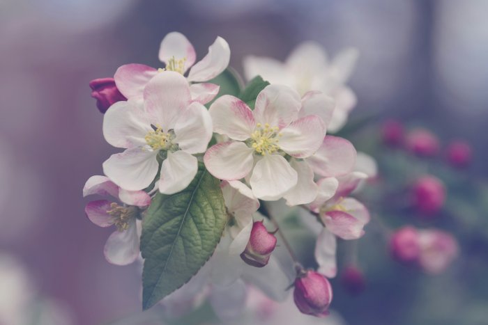 Close-up of white and pink apple blossoms