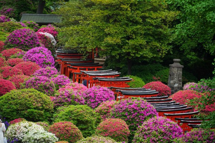 Red Torii Gates Winding Through Colorful Azalea Bushes