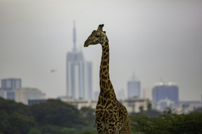 Giraffe standing in front of Nairobi city skyline
