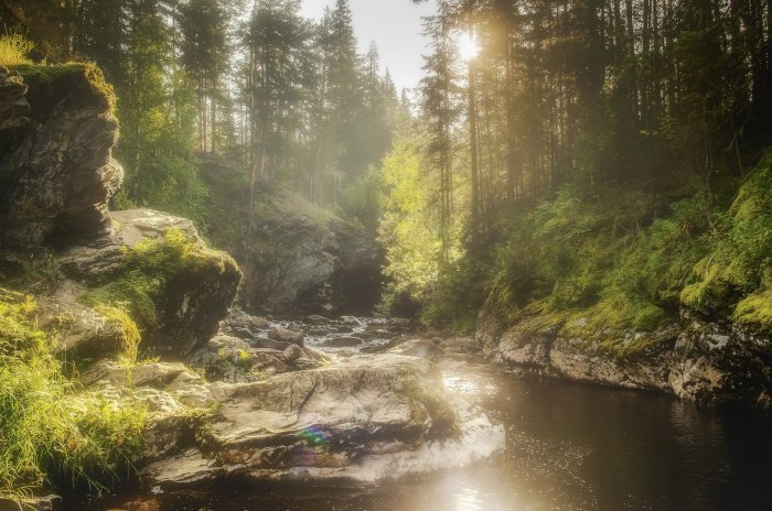 Sunlit river flowing through a rocky forest canyon