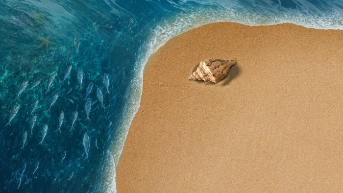 Seashell on the beach from Disney's Moana