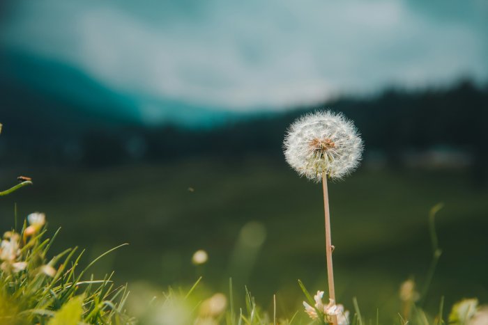 Common Dandelion Seed Head in a Grassy Field