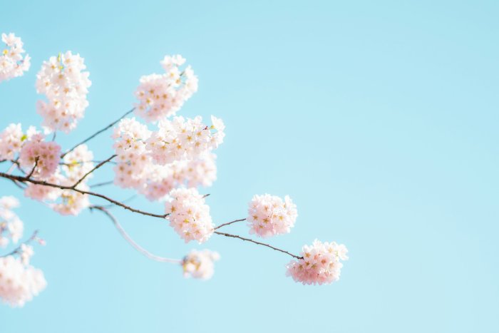 Pink cherry blossoms against a clear blue sky
