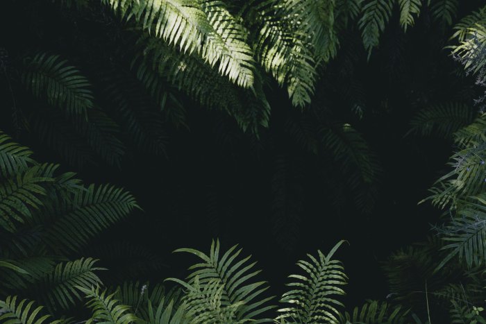 Lush green ferns surrounding a dark shadowy void