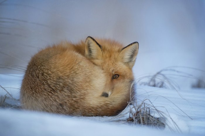 Red fox curled up in the snow