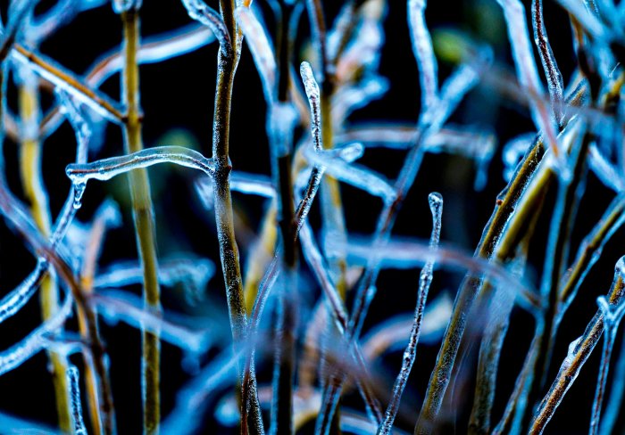 Close-up of ice covered branches in winter