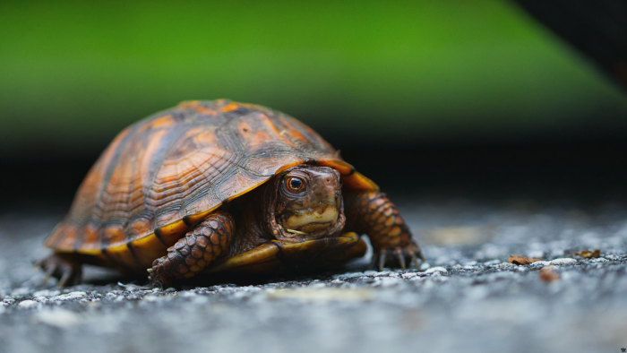 Eastern Box Turtle Crawling on Asphalt Road