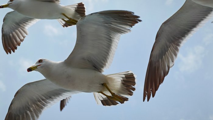 Seagulls flying in the blue sky