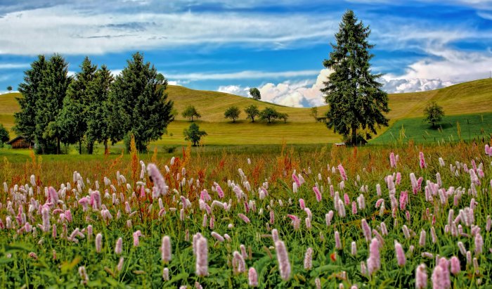 Spring Landscape with Pink Flowers and Pine Trees