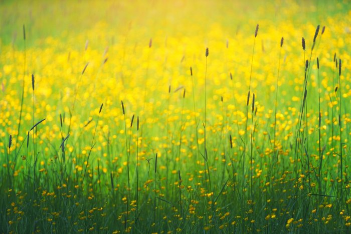 Field of Yellow Buttercup Flowers and Tall Grass