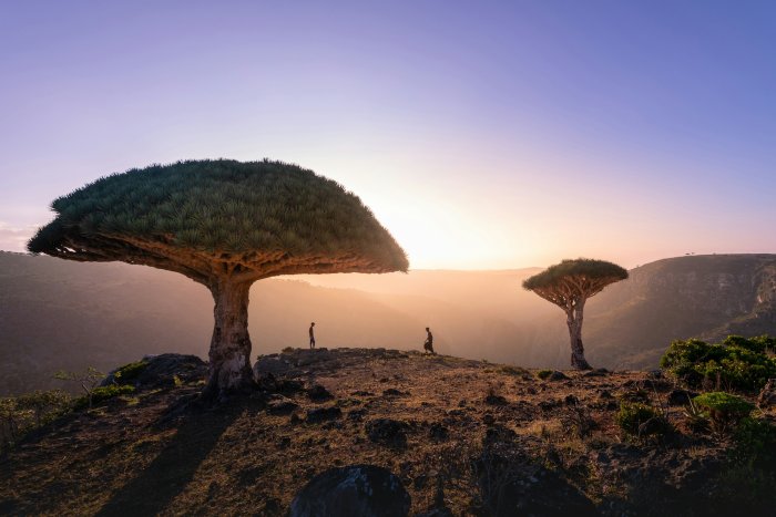 Dragon Blood Trees on Socotra Island at Sunset