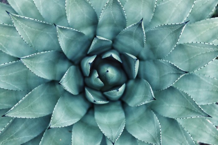 Top-Down Macro View of a Green Succulent Plant