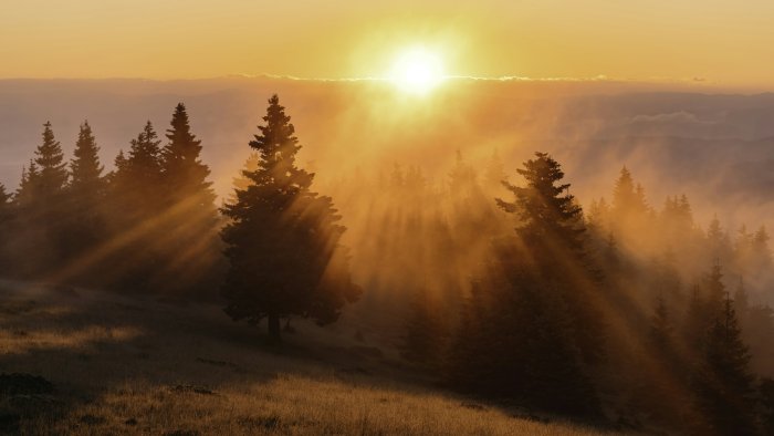 Sunbeams shining through misty pine forest at sunrise