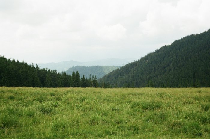 Green grassy meadow with forested mountains