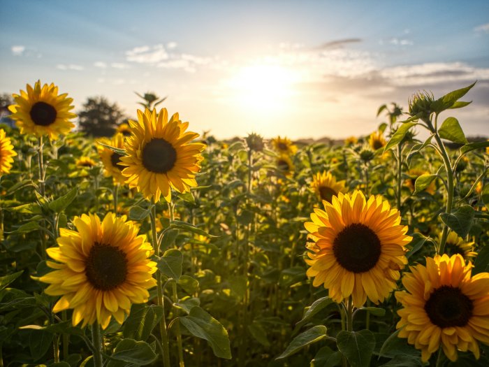 Sunflower field under a bright sun