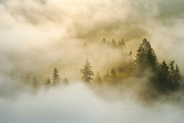 Pine trees shrouded in thick golden fog