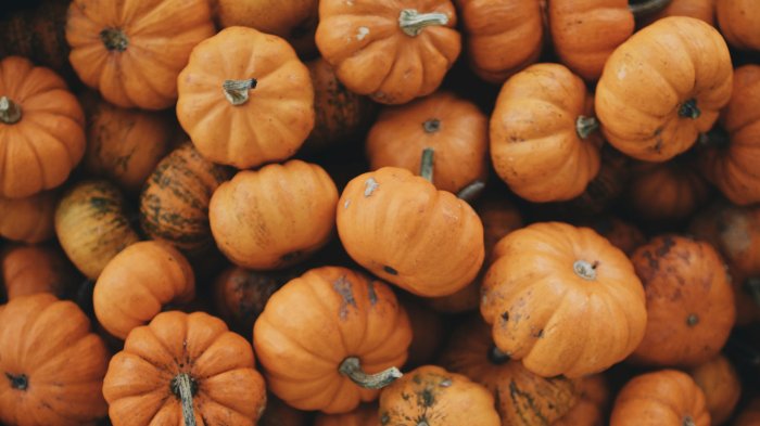 A dense pile of small orange pumpkins