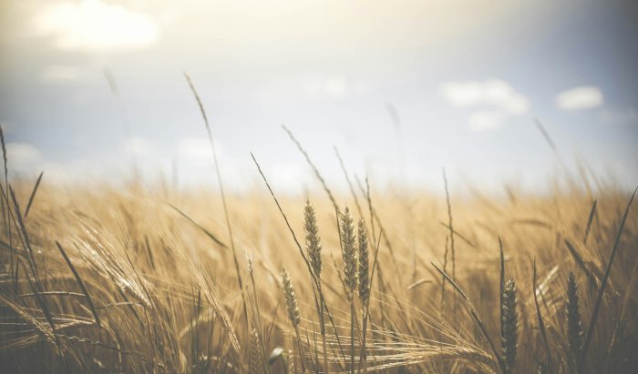 Golden wheat field under a bright sky