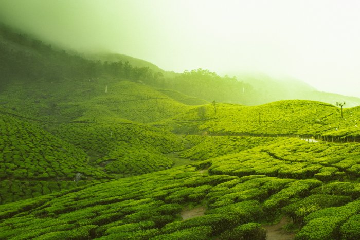 Lush green tea plantations in Munnar Kerala