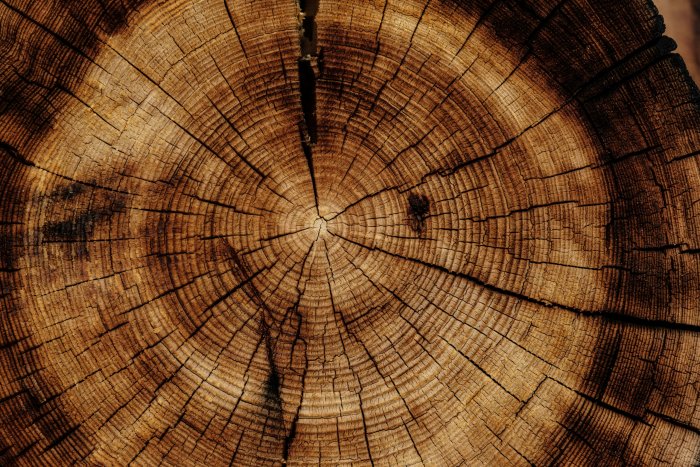 Close Up of Tree Rings and Wood Grain Texture