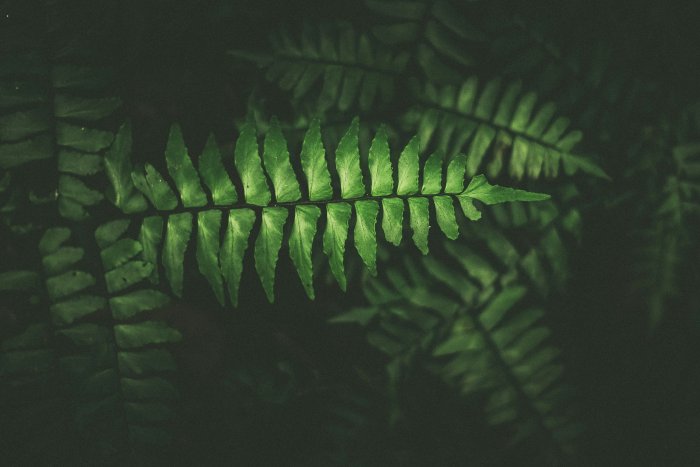 Close-up of a green fern leaf in dark forest