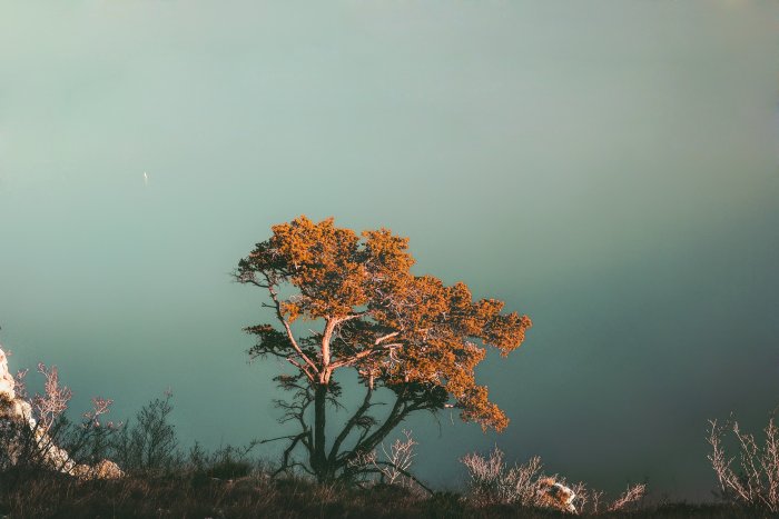 Lone orange tree on a cliff overlooking water