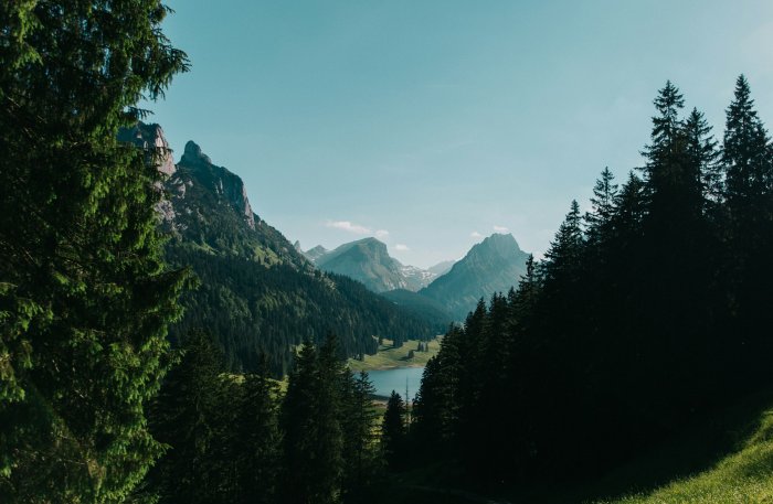 Mountain lake framed by pine trees in Switzerland
