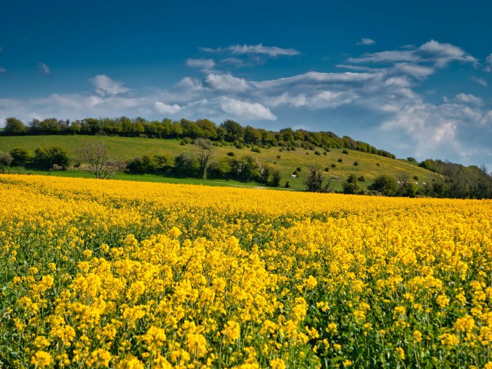 Yellow rapeseed flower field under a blue sky