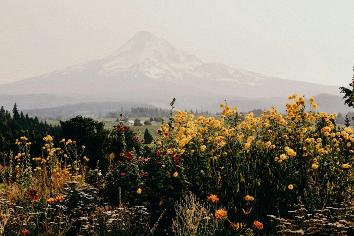 Yellow Wildflowers in Front of a Hazy Mountain