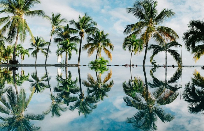 Perfect Reflection of Palm Trees in Still Water