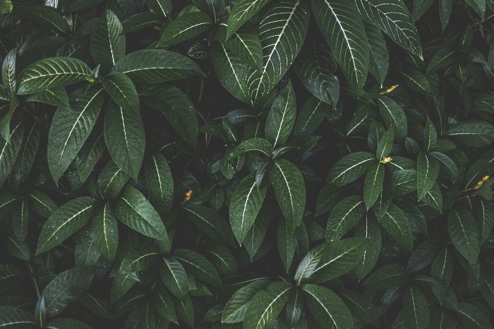 Dense green leaves with white veins and water droplets