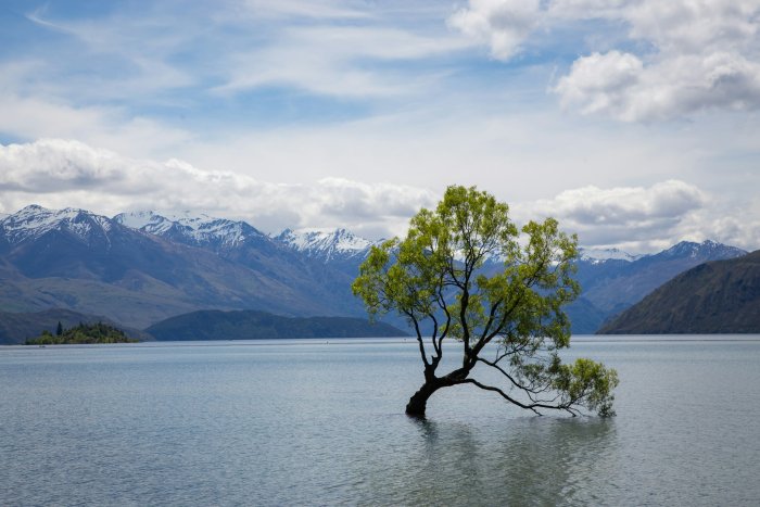 Lone Willow Tree in Lake Wanaka with Mountains