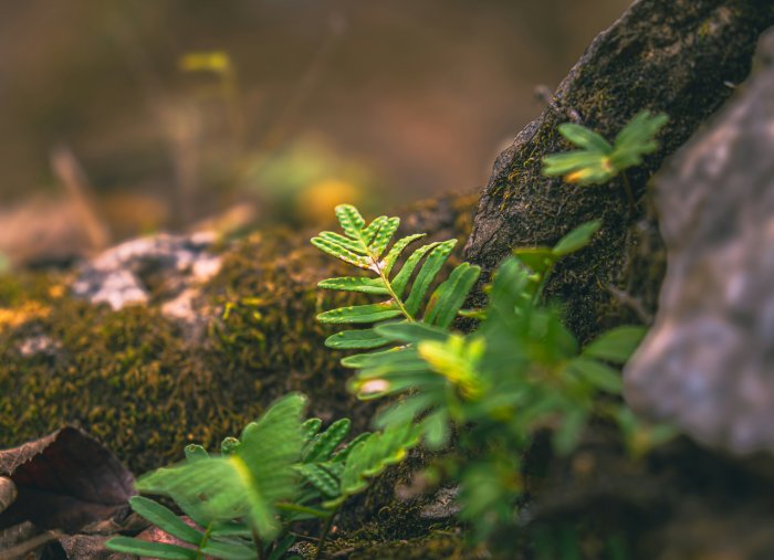 Close-up of a small fern growing on mossy rock
