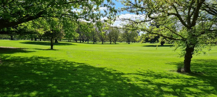 Lush Green Grassy Field with Trees on Sunny Day