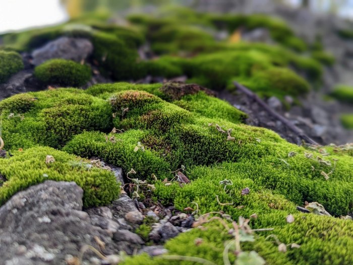 Close-up of green moss on rocky ground