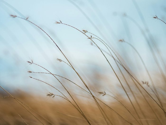 Dry brown grass stalks against a blue sky