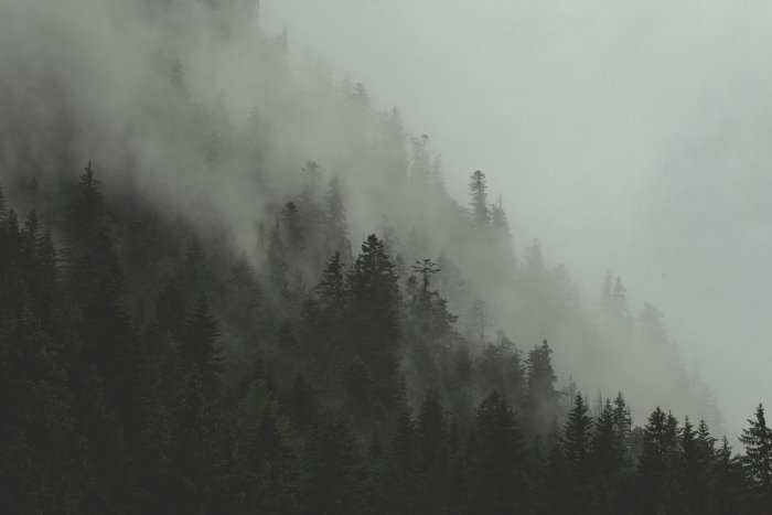 Misty pine forest on a mountain slope