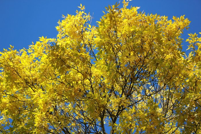 Yellow Autumn Leaves Against a Blue Sky