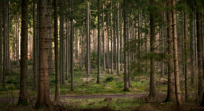Tall Pine Trees in a Dense Green Forest