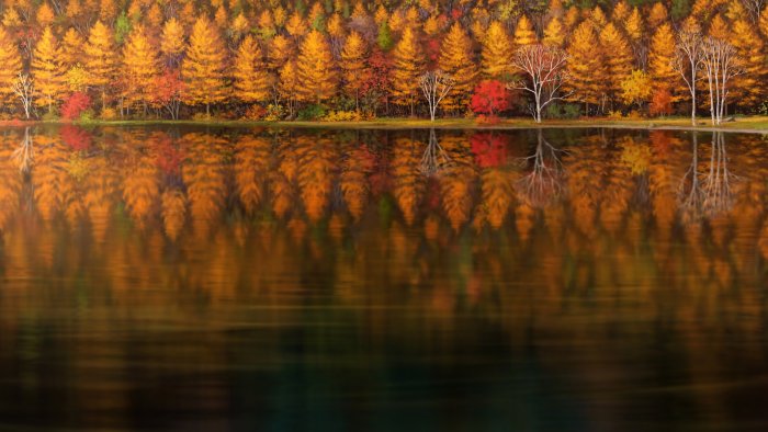 Autumn Forest Reflected in a Calm Lake Painting