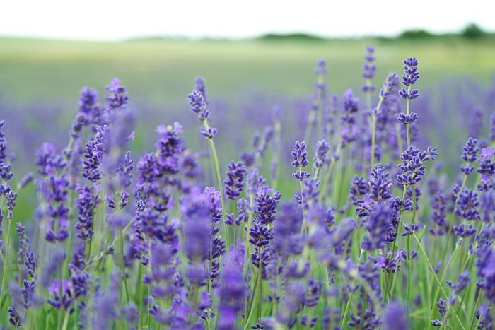 Close-up of Purple Lavender Flowers in a Field