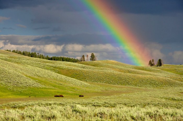 Rainbow over green rolling hills with grazing bison