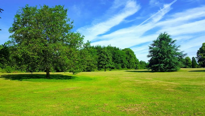 Green Grass Field with Trees Under Blue Sky
