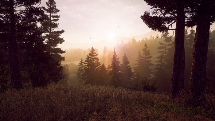 Pine forest landscape at sunrise in Far Cry 5