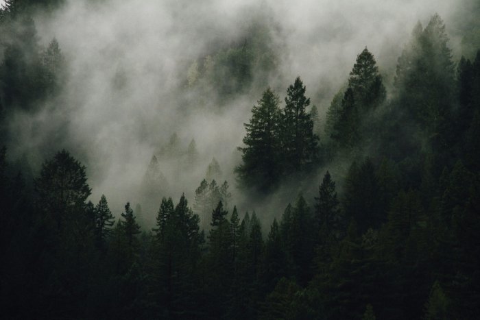Dense Pine Forest Shrouded in Thick Fog