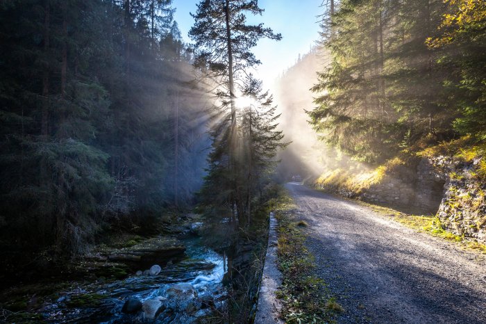 Sunlight filtering through misty forest trees by a river