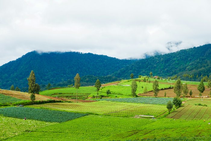 Vegetable Plantation on Mountain Slopes